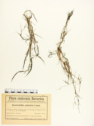 Zannichellia palustris L. - Großbild