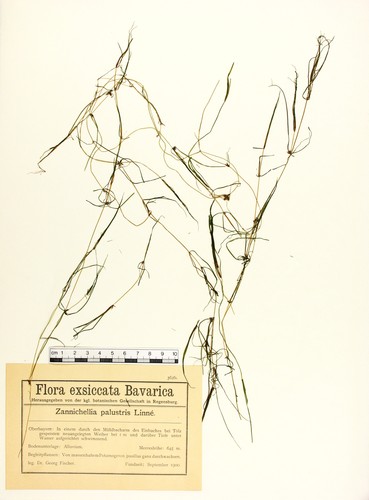 Zannichellia palustris L. - Großbild